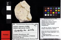 Foto (Objket + Etiketten) von Galatheites aiola n. sp (Robins, Feldmann, Schweitzer & Bonde, 2016) 